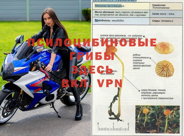 ПСИЛОЦИБИНОВЫЕ ГРИБЫ Аркадак